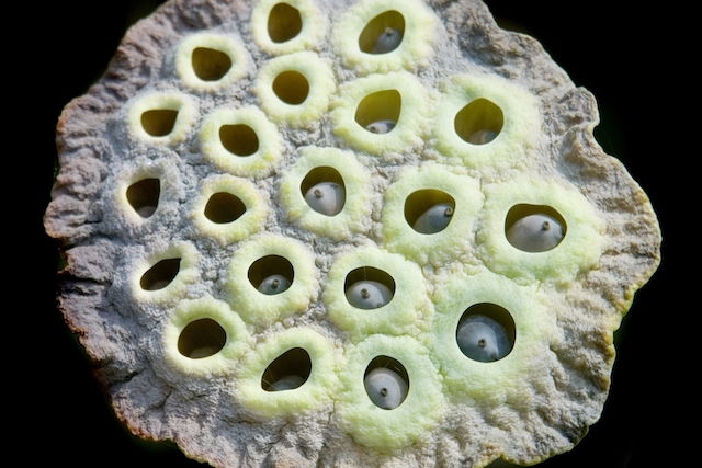 Trypophobia: Symptoms, Causes, Triggers & Treatment - Tua Saúde