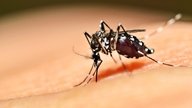 Mosquito Aedes Aegypti: características y ciclo de vida 