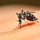 Como identificar o Aedes aegypti (mosquito da dengue)
