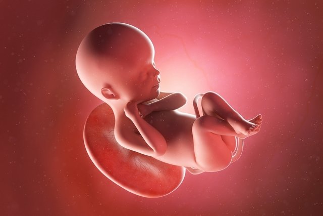 Imagen ilustrativa del artículo 24 semanas de embarazo: desarrollo del bebé y cambios en la mujer