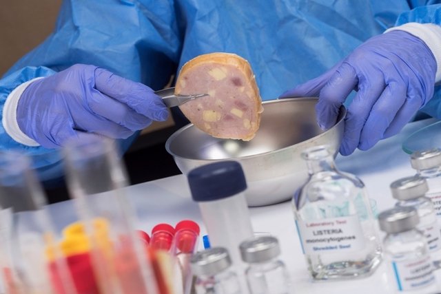 Persona analizando en el laboratorio un pedazo de carne cruda para identificar la Listeria monocytog