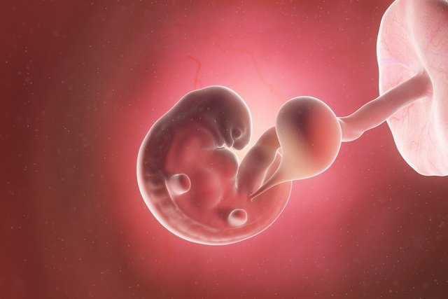 frío Sorprendido Ser 6 Semanas de embarazo: desarrollo del bebé y cambios en la mujer