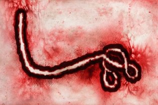 Imagen ilustrativa del artículo Virus de Marburgo: qué es, síntomas y tratamiento
