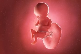 Imagen ilustrativa del artículo 16 semanas de embarazo: desarrollo del bebé y cambios en la mujer 
