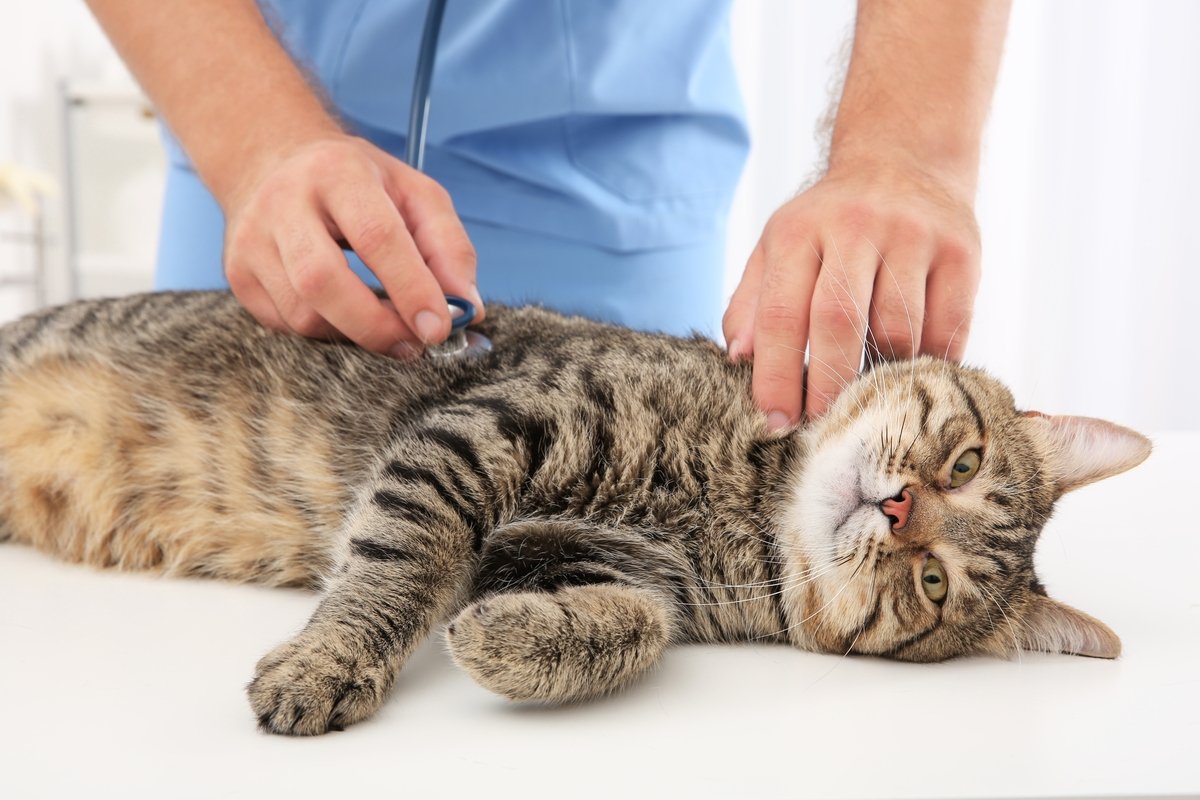 5 Doenças Que Podem Ser Transmitidas Pelos Gatos Seja Saudável