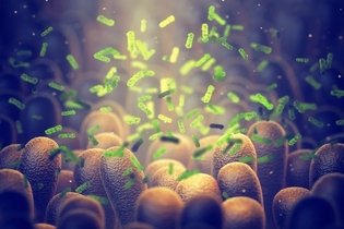 Lactobacilos: qué son, para qué sirve y dónde encontrarlos