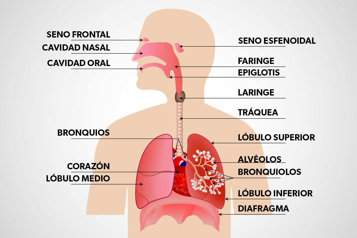 Partes Del Sistema Respiratorio Funciones Y Enfermedades Tua Saúde 3848