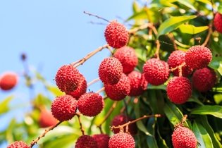 Lychee Fruit: Health Benefits, Daily Dose & Recipes