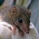 Hantavirus: síntomas y tratamiento