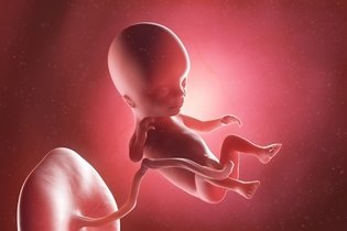 Imagen ilustrativa del artículo 14 semanas de embarazo: desarrollo del bebé y cambios en la mujer