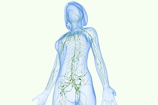 Sistema linfático: qué es, función y sus partes