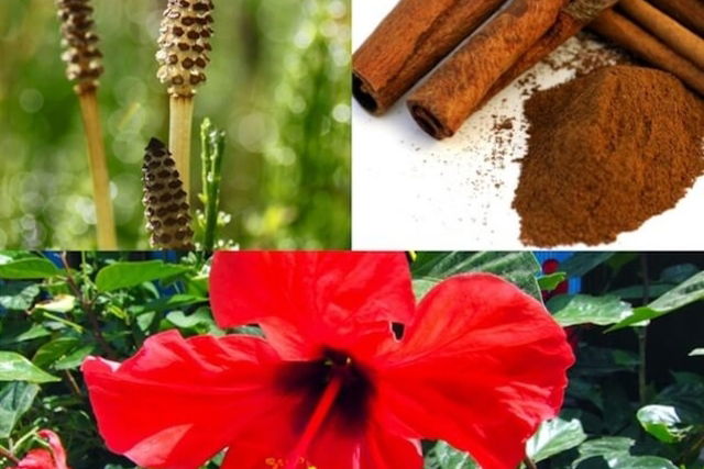 Ingredientes necessários para fazer o chá de hibisco com canela