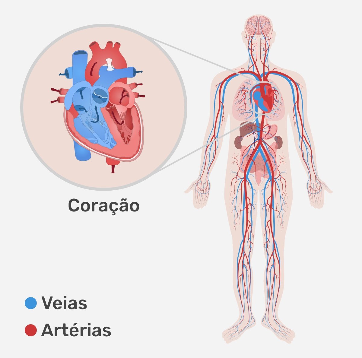 Desenho do sistema cardiovascular