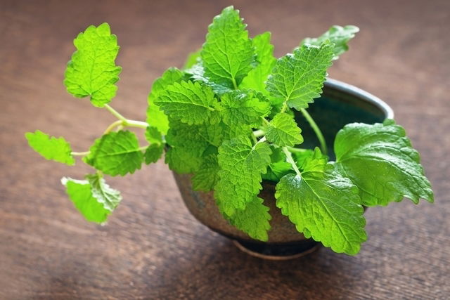 lemon balm