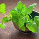 Lemon Balm: Health Benefits, How To Make Tea & Side Effects