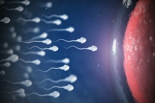 Imagem ilustrativa do artigo Espermatogênese: o que é, etapas e o que afeta o processo
