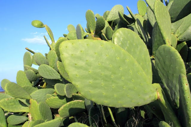 7 Gezondheidsvoordelen van nopal en hoe het te consumeren