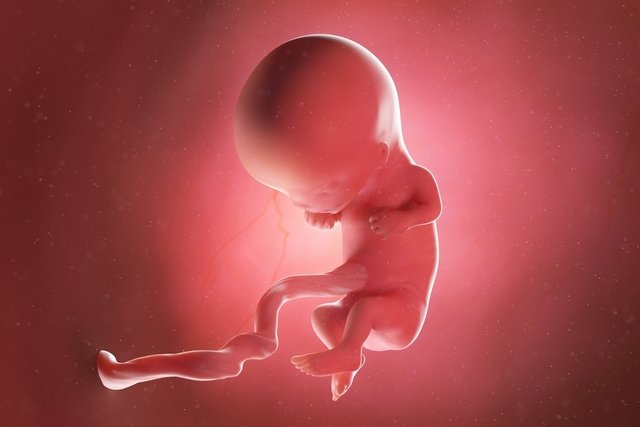 Imagem do feto na semana 11 de gravidez