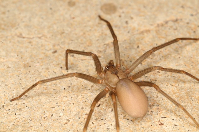 Significado de sonhar com picada de aranha. Venha descobrir!