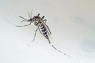 Como identificar o mosquito da Dengue (Aedes aegypti)