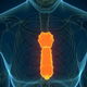 Sternum Pain: Symptoms, Causes, Diagnosis & Treatment
