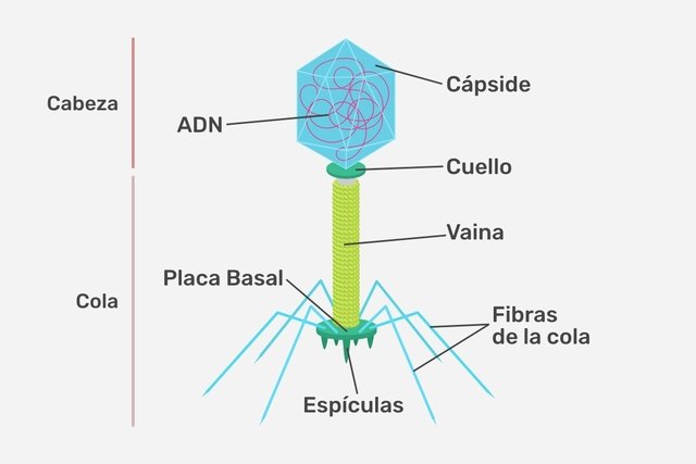 Partes o estructuras de un bacteriófago