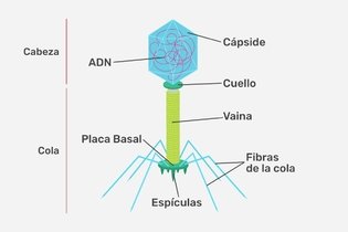 Imagen ilustrativa del artículo Bacteriófago: características, partes y ciclo de vida
