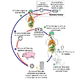 Cisticercose: o que é, sintomas, ciclo de vida e tratamento