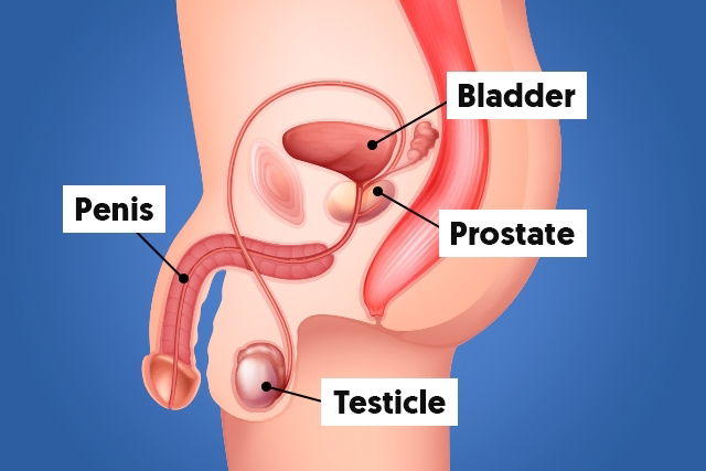 Image result for symptoms of prostate