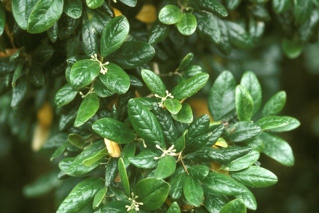 Peumus boldus leaves