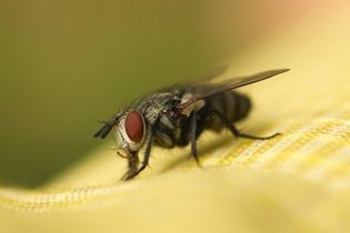 Imagem ilustrativa do artigo 6 doenças transmitidas pelas moscas e o que fazer