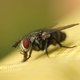 6 doenças transmitidas pelas moscas e o que fazer