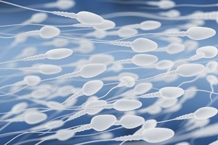 Imagem ilustrativa do artigo Quanto tempo o esperma sobrevive fora do corpo?