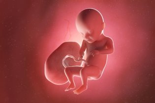 Imagen ilustrativa del artículo 31 semanas de embarazo: desarrollo del bebé y cambios en la mujer