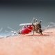 Dengue hemorrágica: o que é, sintomas e tratamento