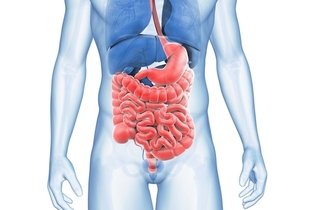 Imagen ilustrativa del artículo  Sistema digestivo: enfermedades, órganos y función