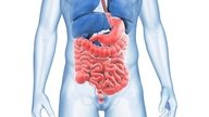  Sistema digestivo: qué es, partes, función y enfermedades