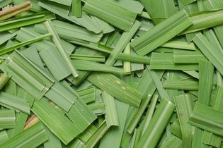 Illustrative image of the article Citronella Plant: Benefits, How to Use & Side Effects