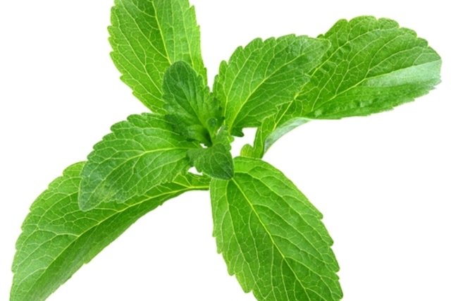 Stevia Que Es Beneficios Y Como Utilizar Tua Saude
