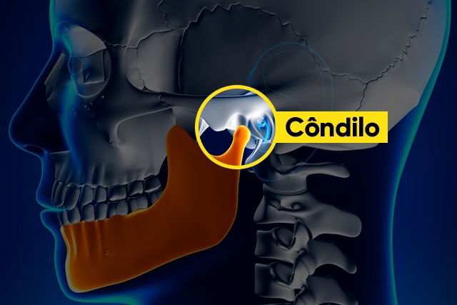 Mandibula