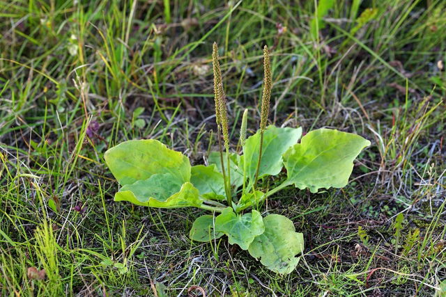 Como eliminar caseum da garganta de forma natural