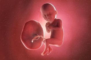 Imagen ilustrativa del artículo 33 semanas de embarazo: desarrollo del bebé y cambios en la mujer