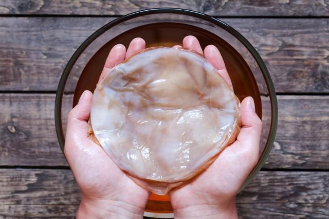 Kombucha Scoby : Que es y donde conseguir – Dr. Kombú Kombucha