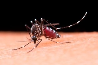 12 sintomas da Chikungunya e quanto tempo duram