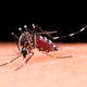 12 sintomas da Chikungunya e quanto tempo duram