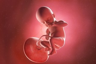 Imagen ilustrativa del artículo 21 semanas de embarazo: desarrollo del bebé y cambios en la mujer