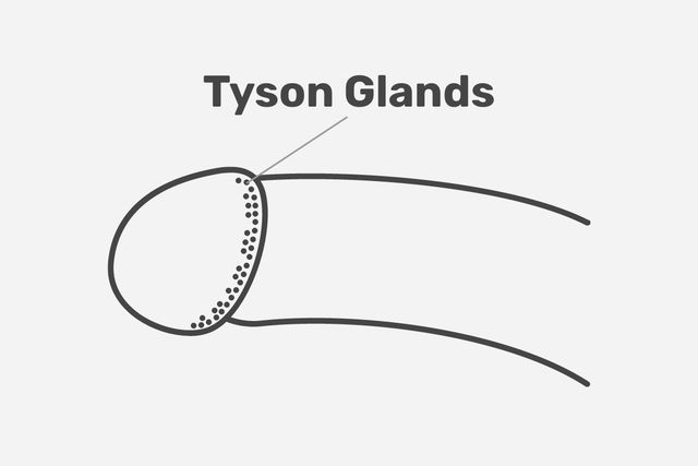 Tyson Glands What Are They Causes Treatment Tua Sa de