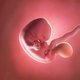 7 Semanas de embarazo: desarrollo del bebé y cambios en la mujer