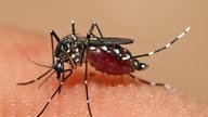 Imagens ilustrativa de Dengue