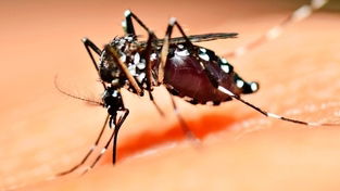 O lado do mosquito  imagem de destaque